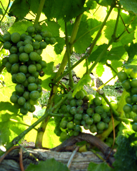 DSCF4420.JPG DSCF4420.JPG