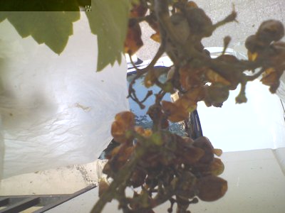 Immagine 7.jpg (78.72 KiB) Osservato 1443 volte Immagine 7.jpg