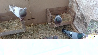 IMG_20180325_171545.jpg (141.58 KiB) Osservato 9139 volte IMG_20180325_171545.jpg