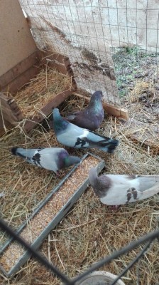 IMG_20180325_144359.jpg (153.11 KiB) Osservato 9139 volte IMG_20180325_144359.jpg