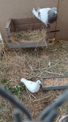 IMG_20180325_173216.jpg (128.58 KiB) Osservato 9121 volte IMG_20180325_173216.jpg