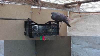 IMG_20180326_093601.jpg (95.06 KiB) Osservato 9109 volte IMG_20180326_093601.jpg