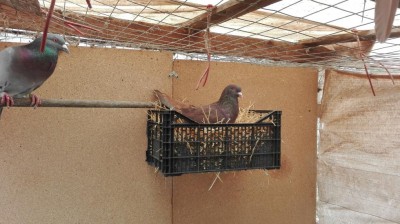 IMG_20180327_124320.jpg (112.08 KiB) Osservato 9065 volte IMG_20180327_124320.jpg