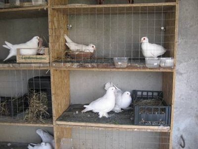 voliera2.JPG (26.25 KiB) Osservato 14574 volte voliera2.JPG