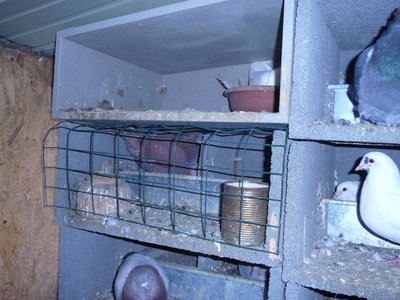 P1070043.JPG (220.57 KiB) Osservato 4003 volte P1070043.JPG