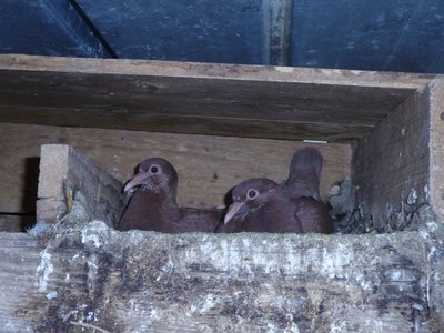 P1070046.JPG (281.07 KiB) Osservato 4003 volte P1070046.JPG