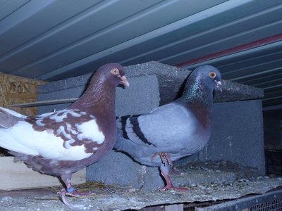 P1070047.JPG (336.64 KiB) Osservato 4003 volte P1070047.JPG