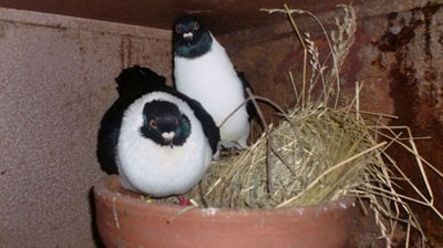 COPPIA GAZZI NERI.jpg (56.12 KiB) Osservato 4921 volte COPPIA GAZZI NERI.jpg