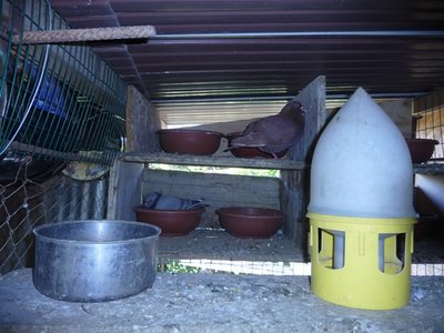 P1070272.JPG (230.95 KiB) Osservato 1428 volte P1070272.JPG