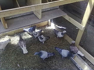 ecco i padroni di casa. / 060420121480.jpg 060420121480.jpg