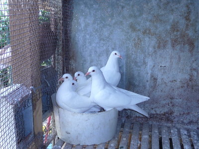 P1070384 (copy).resized.JPG (325.77 KiB) Osservato 912 volte P1070384 (copy).resized.JPG