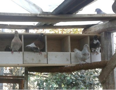 foto postazioni 2.JPG (70.19 KiB) Osservato 844 volte foto postazioni 2.JPG