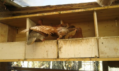 20130123_101645.jpg (182.08 KiB) Osservato 1013 volte 20130123_101645.jpg